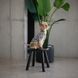 Майка Pet Fashion Tropic для собак S PR244577 фото 3
