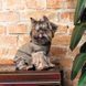 Костюм Pet Fashion PF Style для собак M PR242794***** фото 5