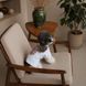 Футболка Pet Fashion Ukraine для собак XS PR244626***** фото 3