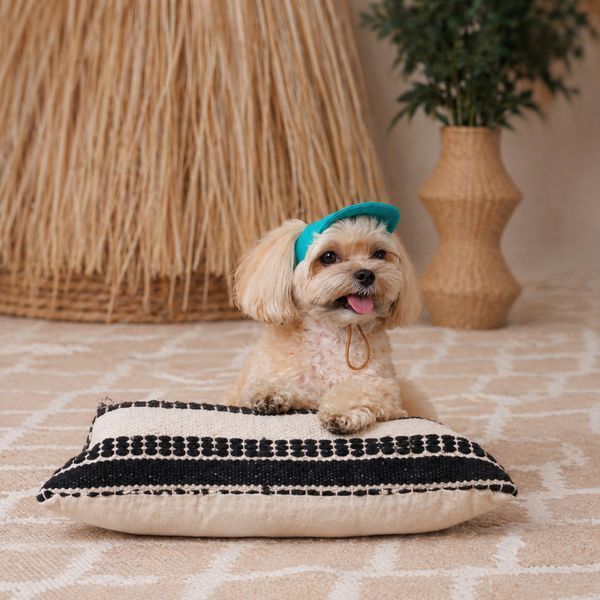 Кепка Pet Fashion Topaz для собак ХL PR244594 фото