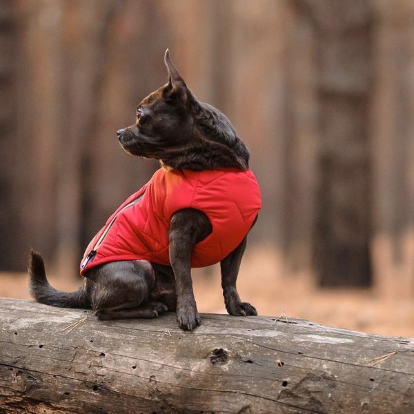 Жилет Pet Fashion E.Vest для собак червоний XS-2 PR242444 фото